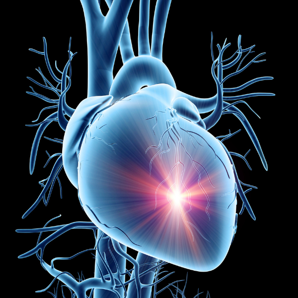 Cardiac effects vascular