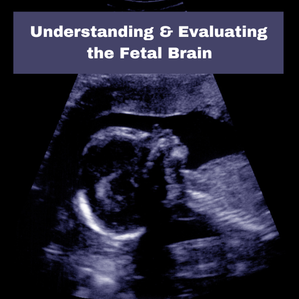 Understanding The Fetal Brain