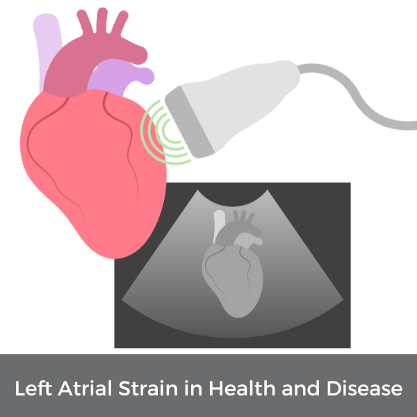 Left Atrial Strain In Health And Disease